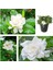 Videolu 1 Adet Kadınlar Günü Özel Mis Gardenya Çiçeği 20-35CM Saksılı Dikenler Tacıhediye Gardenia 1