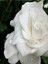 Videolu 1 Adet Kadınlar Günü Özel Mis Gardenya Çiçeği 20-35CM Saksılı Dikenler Tacıhediye Gardenia 4