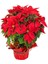 Videolu Atatürk Çiçeği Hediyelik (30 50 Cm)1 Adet Saksılı Çiçekli Bodur Bitki Poinsettia 3