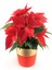 Videolu Atatürk Çiçeği (35 45 Cm)1 Adet Saksılı Çiçekli Bodur Bitki Poinsettia 1