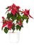 Videolu Atatürk Çiçeği (35 45 Cm)1 Adet Saksılı Çiçekli Bodur Bitki Poinsettia 3