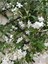 Videolu Klasik Yasemin Fidanı (40 60 Cm)1 Adet Saksılı/tüplü Rhyncospermum Jasminoides 1