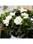 Videolu 1 Adet Mis Kokulu Gardenya Çiçeği 30-40 cm Saksılı Çiçekli Bodur Bitkiler Gardenia 1