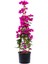 Videolu Pembe Gelin Duvağı Begonvil (30 50 Cm) 1 Adet Saksılı Çiçekli Iç/dış Mekan Bougainvillea 2