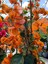 Videolu Turuncu Begonvil (70 90 Cm)1 Adet Saksılı/ Tüplü Bahçe Bitkisi Bougainvillea 1