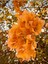 Videolu Turuncu Begonvil (70 90 Cm)1 Adet Saksılı/ Tüplü Bahçe Bitkisi Bougainvillea 3