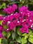 Begonvil Fidanı 40-60 cm - Fuşya Bougainvillea 5