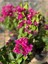 Begonvil Fidanı 40-60 cm - Fuşya Bougainvillea 4