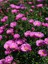 Videolu Kabristan Mezarlık Çiçeği 5'li Set (5 15 Cm)5 Adet /saksılı/tüplü Drosanthemum Floribundum 3