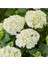 Videolu 1 Adet Bembeyaz Ortanca Çiçeği Fidanı 30-60 cm Saksılı Çiçekli Bodur Bitkiler Hydrangea 4