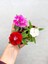 Videolu 2 Adet Karışık Renk Çin Karanfili Çiçeği 10-15 cm Tüplü Çiçekli Bodur Dianthus Chinensis 1