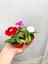 Videolu 2 Adet Karışık Renk Çin Karanfili Çiçeği 10-15 cm Tüplü Çiçekli Bodur Dianthus Chinensis 2