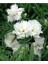 Videolu 2 Adet Karışık Renk Çin Karanfili Çiçeği 10-15 cm Tüplü Çiçekli Bodur Dianthus Chinensis 3
