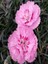 Videolu 2 Adet Karışık Renk Çin Karanfili Çiçeği 10-15 cm Tüplü Çiçekli Bodur Dianthus Chinensis 4