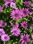 Bodrum Papatyası (30 40 Cm) 1 Adet Saksılı Çiçekli Bodur Bitki Osteospermum Fruticosum 3