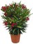 Videolu Kırmızı Bodur Zakkum (40 60 Cm)1 Adet Saksılı Çiçekli Bodur Bitki Nerium Oleander 1