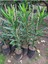 Videolu Kırmızı Bodur Zakkum (40 60 Cm)1 Adet Saksılı Çiçekli Bodur Bitki Nerium Oleander 2