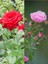 Videolu Yediveren Kırmızı ve Pembe Renkli (40 60 Cm) 2 Adet Saksılı Aşılı Gül Red And Pink Rose 1