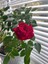 Videolu Yediveren Kırmızı ve Pembe Renkli (40 60 Cm) 2 Adet Saksılı Aşılı Gül Red And Pink Rose 3