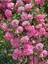 Videolu Sarmaşık Gül Pembe Renkli Kokulu (60 80 Cm) 3 Adet Aşılı Gül Pink Rose 1