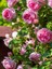 Videolu Sarmaşık Gül Pembe Renkli Kokulu (60 80 Cm) 3 Adet Aşılı Gül Pink Rose 2