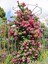 Videolu Sarmaşık Gül Pembe Renkli Kokulu (60 80 Cm) 3 Adet Aşılı Gül Pink Rose 3