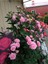 Videolu Sarmaşık Gül Pembe Renkli Kokulu (60 80 Cm) 3 Adet Aşılı Gül Pink Rose 4