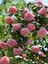 Videolu Sarmaşık Gül Pembe Renkli Kokulu (60 80 Cm) 3 Adet Aşılı Gül Pink Rose 5