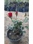 Videolu Yediveren Canlı Kırmızı Renkli (40 55 Cm) 1 Adet Aşılı Gül Red Rose 1