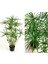 Japon Şemsiyesi Çiçeği – Cyperus Alternifolius Saksılı 50 - 70 cm 1
