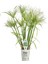 Japon Şemsiyesi Çiçeği – Cyperus Alternifolius Saksılı 50 - 70 cm 2
