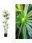 Japon Şemsiyesi Çiçeği – Cyperus Alternifolius Saksılı 50 - 70 cm 3