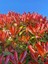 Videolu Alev Çalısı Kırmızı Yaprak (30 50CM)1 Adet Saksılı Dış Mekan Sarmaşık Photinia Serratifolia 3