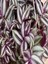 Videolu 1 Adet Bordo Telgraf Çiçeği 5-15 cm Saksılı Çiçekli Bodur Bitkiler Tradescantia 2