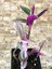 Videolu 1 Adet Bordo Telgraf Çiçeği 5-15 cm Saksılı Çiçekli Bodur Bitkiler Tradescantia 3