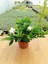 Gardenya Çiçeği Kokulu ve Formlu Gardenia Jasminoides 16 cm Saksıda Ev Ofis Salon Bitkisi 1