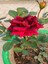 Videolu Yediveren Canlı Kırmızı Renkli (40 55 Cm) 1 Adet Aşılı Gül Red Rose 2