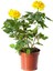 Videolu Yediveren Sarı Renkli Landora Gül (25 50 Cm) 1 Adet Saksılı Aşılı Gül Yellow Rose 1