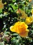 Videolu Yediveren Sarı Renkli Landora Gül (25 50 Cm) 1 Adet Saksılı Aşılı Gül Yellow Rose 3