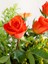 Videolu Yediveren Narçiçeği Renginde Kokulu (30 60 Cm) 1 Adet Saksılı Aşılı Gül Salmon Pink Rose 2