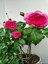 Videolu Yediveren Kokulu Pembe Renkli (20 40 Cm)2 Adet Aşılı Gül Pink Rose 2