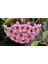 Mum Çiçeği Fidesi Köklenmiş Hoya Pembe (Saksılı 10--15CM) 1