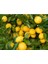 Ev Içerisinde Saksı Yetiştiriciliğine Uygun Yediveren Limon Fidanı 1