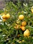 Ev Içerisinde Saksı Yetiştiriciliğine Uygun Yediveren Limon Fidanı 2