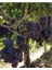 Videolu Lezzetli Üzüm Asması Fidanı 30-60 cm Tüplü Çiçekli Bodur Bitkiler "grapevine" 5