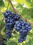 Videolu Lezzetli Üzüm Asması Fidanı 30-60 cm Tüplü Çiçekli Bodur Bitkiler "grapevine" 3