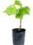 Videolu Lezzetli Üzüm Asması Fidanı 30-60 cm Tüplü Çiçekli Bodur Bitkiler "grapevine" 4