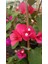 Sarmaşık Begonvil Çiçeği - Mercan Rengi Sarılıcı Begonvil- 40/50 cm Bougainvillea 1