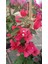 Sarmaşık Begonvil Çiçeği - Mercan Rengi Sarılıcı Begonvil- 40/50 cm Bougainvillea 3
