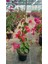 Sarmaşık Begonvil Çiçeği - Mercan Rengi Sarılıcı Begonvil- 40/50 cm Bougainvillea 5